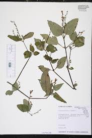 Image result for Asystasia malawiana