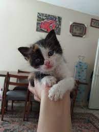 kedi kedicik pisi pisicik pisipisi miyaaavvv kedi kedi ci k