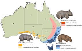 Image result for Northern hairy-nosed wombat
