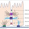 Of these, anchoring junctions, which include adherens junction, desmosomes and hemidesmosomes, help bind the. 1