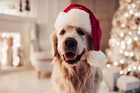 Keeping that in mind, with the amount of possible dog names for females, there is no way we could get them all mentioned here, but we have included many popular. 40 Christmas Dog Names To Love All Year Long Great Pet Care