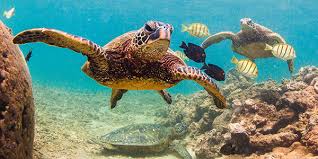 15 hawksbill sea turtle facts. Sea Turtles National Wildlife Federation
