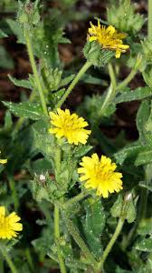 Image result for Brachythrix glomerata