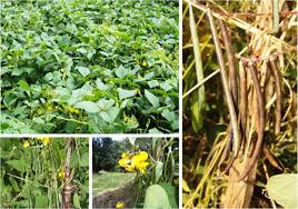 Image result for Vigna reticulata
