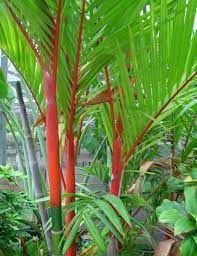 Ciri Ciri Dan Jenis Jenis Pohon Palem Bibitbunga Com