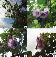 Image result for Argyreia