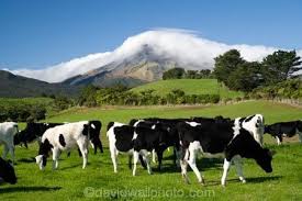 Agricultural Agriculture Cattle Cloud Clouds Cloudy Country Countryside Cow Cows Crop Crops Dairy Co Taranaki North Island New Zealand New Zealand Travel Guide