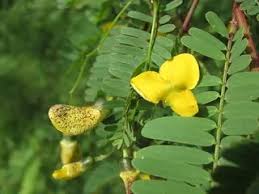 Image result for Rourea