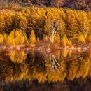 「小田代ヶ原」の画像検索結果