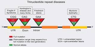 Molecular Genetic Analysis Of Trinucleotide Repeat Disorders Trds In Indian Population And Application Of Repeat Primed Pcr Sciencedirect