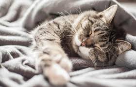 Colloidal silver is a must have to keep on hand for cat colds. 7 Common Feline Cold Symptoms Lovetoknow