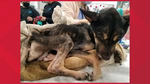 | meaning, pronunciation, translations and examples. Do You Know Who Abandoned This Emaciated Dog In Pacific Beach Cbs8 Com