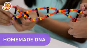 make your own double helix dna strand