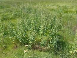 Image result for Vigna frutescens