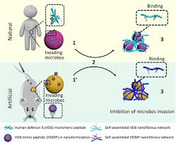 Maybe you would like to learn more about one of these? A Biomimetic Peptide Recognizes And Traps Bacteria In Vivo As Human Defensin 6 Science Advances