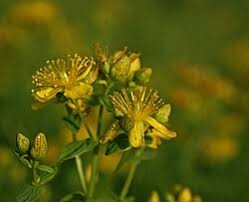 Image result for Hypericum peplidifolium