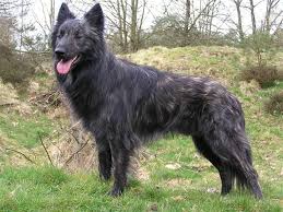 Hollandse Herder Langharige Dutch Shepherd Dog Long Hair Dutch Shepherd Dog Dogs Shelter Dogs