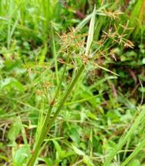 Image result for Bulbostylis schoenoides