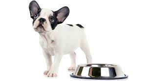 Giant breeds will double what they weighed at 5 months. Feeding A French Bulldog Puppy Schedules And Amounts