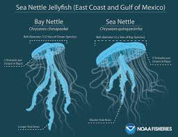 They can be more than 120 feet long. New Jellyfish Species Discovered Hiding In Plain Sight Noaa Fisheries
