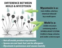 Image result for Mycotoxin