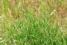 Image result for Lathyrus hirsutus