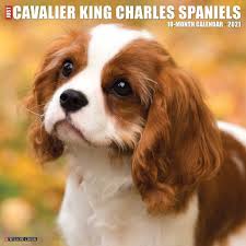 2021 Monthly Wall Calendar Just Cavalier King Charles Spaniels Willow Creek Press In 2020 Cavalier King Charles Spaniel Cavalier King Charles King Charles
