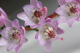Heather Flowers Heather Flower Bach Flower Remedies Flower Pictures