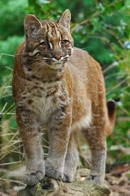 Big cat rescue is working to reduce the spread of the coronavirus in many ways. Wild Cats List With Pictures Facts A Guide To All Wild Cats Species
