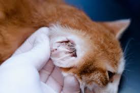 Jun 26, 2019 · 16 effective remedies for ear mites in dogs 1. Ear Mites In Cats Small Door Veterinary