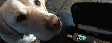 We did not find results for: Diabetic Alert Dogs Dads