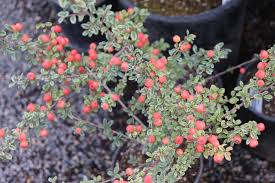 Image result for Cotoneaster microphyllus