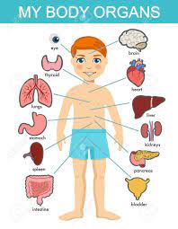 We will learn about the circulatory, digestive, respiratory and muscular systems. Human Body Anatomy Child Vector Medical Organs System Boy Body Royalty Free Cliparts Vectors And Stock Illustration Image 143677082