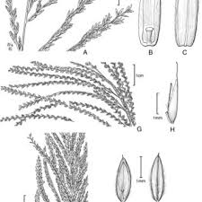 Image result for Leptochloa coerulescens