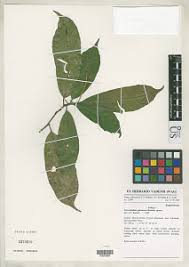 Image result for Neoboutonia melleri