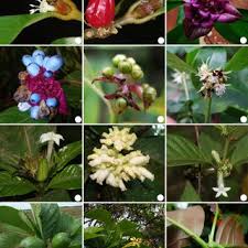 Image result for Psychotria articulata