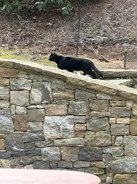 Haywood County NC Animals Lost&Found