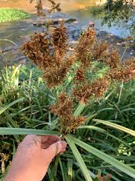 Image result for Cyperus dives