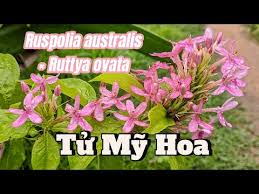 Image result for Ruspolia australis