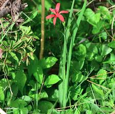 Image result for Freesia grandiflora