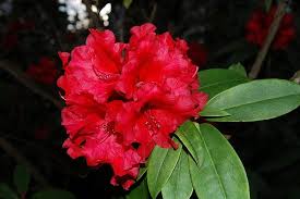 Taurus Rhododendron Partial Shade Plants Flowers Shade Plants
