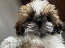 Breeding a healthy, sound shih tzu takes responsible breeding knowledge and as a norm, small dog breeds often have riskier pregnancies. Shih Tzu For Sale Shih Tzu Puppies