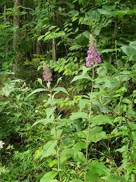 Image result for Verbenaceae