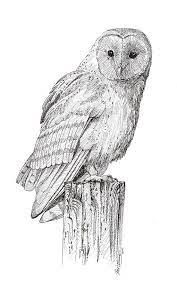Pin On Colored Pencil Art