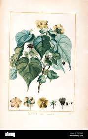 Image result for Abutilon mauritianum