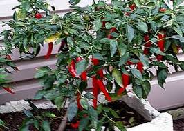 I've counted as many as 17 on one plant! How To Grow Chili Peppers From Seeds At Home