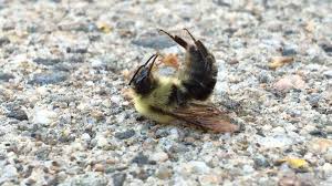 If this were my hive, i would first flip your entrance reducer to the wide side. Hundreds Of Dead Dying Bees Found Outside School