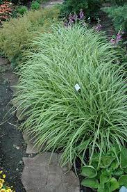 Ice Dance Japanese Sedge Carex Morrowii Ice Dance At Gertens Japanese Sedge Japanese Forest Grass Carex Ice Dance