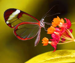 Top butterfly photo download for whatsapp dp of girls. Whatsapp Dp Flowers With Butterfly Girls Dp