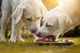 Heart disease dog food brands to avoid. New Evidence Connects Grain Free Diets With Canine Heart Disease Here S How To Avoid Harmful Dog Foods Insider Envy